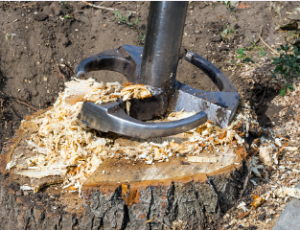 wide tree stump removal Adelaide 
